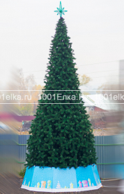 Альпийская (сосна), 10 метров